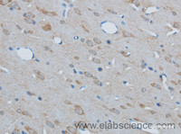 Immunohistochemistry of paraffin-embedded Mouse brain using PAFAH1B2 Polyclonal Antibody at dilution of 1:50