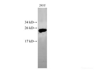 Western Blot analysis of 293T cells using HMGB2 Polyclonal Antibody at dilution of 1:500