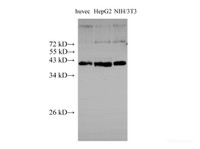 Western Blot analysis of huvec, k562 and NIH/3T3 using PTX3 Polyclonal Antibody at dilution of 1:1000