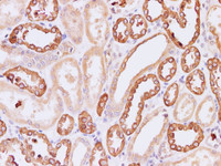 Immunohistochemistry of paraffin-embedded Human kidney using UMOD Polyclonal Antibody at dilution of 1:200