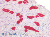 Immunohistochemistry of paraffin-embedded Human kidney using UMOD Polyclonal Antibody at dilution of 1:200 (Elabscience® Product Detected by Lifespan) .