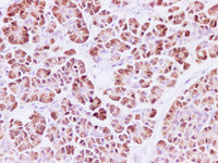 Immunohistochemistry of paraffin-embedded human pancreas using RPLP1 Polyclonal Antibody at dilution of 1:200