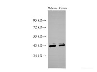Western Blot analysis of Mouse brain and Rat brain using PPM1A Polyclonal Antibody at dilution of 1:500
