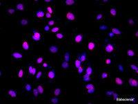 Immunofluorescence analysis of HepG2 cells using Lamin B1 Polyclonal Antibody at dilution of 1:200