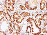 Immunohistochemistry of paraffin-embedded Rat kidney using Sptan1 Polyclonal Antibody at dilution of 1:100 (400×)