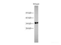 Western Blot analysis of Mouse heart using Cytochrome c1 Polyclonal Antibody at dilution of 1:500