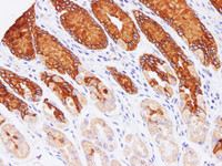 Immunohistochemistry of paraffin-embedded Human stomach using MUC5AC Polyclonal Antibody at dilution of 1:100 (400×)