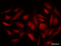 Immunofluorescence analysis of Hela cells using POSTN Polyclonal Antibody at dilution of 1:100