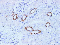 Immunohistochemistry of paraffin-embedded Rat kidney using CK-18 Polyclonal Antibody at dilution of 1:100