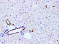 Immunohistochemistry of paraffin-embedded Rat liver using CK-7 Polyclonal Antibody at dilution of 1:100