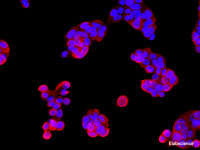Immunofluorescence analysis of McF7 cells using AFP Polyclonal Antibody at dilution of 1:100