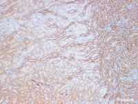 Immunohistochemistry of paraffin-embedded Rat kidney using KLK10 Polyclonal Antibody Antibody at dilution of 1:200 (1×100)