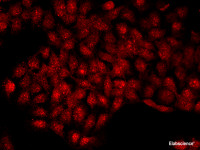 Immunofluorescence analysis of U-2OS cells using KLK6 Polyclonal Antibody at dilution of 1:100