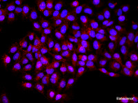 Immunofluorescence analysis of U-2OS cells using KLK6 Polyclonal Antibody at dilution of 1:100