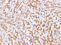 Immunohistochemistry of paraffin-embedded Mouse liver using BSG Polyclonal Antibody at dilution of 1:200