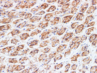 Immunohistochemistry of paraffin-embedded Rat stomach using BSG Polyclonal Antibody at dilution of 1:200