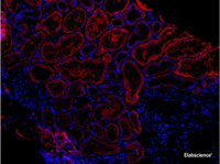 Immunofluorescence analysis of paraffin-embedded human kidney using COL1A1 Antibody at dilution of 1:150.