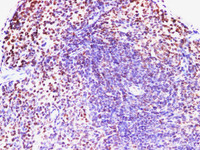 Immunohistochemistry of paraffin-embedded Mouse spleen using IFNAR1 Polyclonl Antibody at dilution of 1:200.