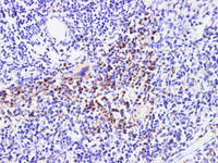 Immunohistochemistry of paraffin-embedded Rat spleen using CD75 Polyclonl Antibody at dilution of 1:200.