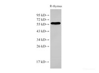 Western Blot analysis of Rat thymus cells using PDCD4 Polyclonal Antibody at dilution of 1:500