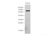 Western Blot analysis of Rat heart cells using PDCD4 Polyclonal Antibody at dilution of 1:500