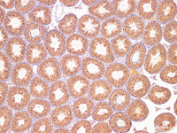 Immunohistochemistry of paraffin-embedded Mouse testis using PRL Polyclonal Antibody at dilution of 1:200 (100×)