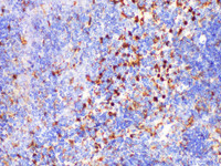 Immunohistochemistry of paraffin-embedded Mouse spleen using LGALS3 Polycloanl Antibody at dilution of 1:200