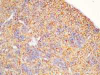 Immunohistochemistry of paraffin-embedded Rat spleen using CD44 Polycloanl Antibody at dilution of 1:200