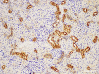 Immunohistochemistry of paraffin-embedded Rat kidney using LDHA Polycloanl Antibody at dilution of 1:200