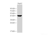 Western Blot analysis of HepG2 cells using MVD Polycloanl Antibody at dilution of 1:1000