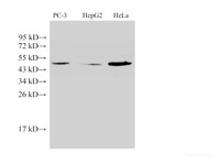 Western Blot analysis of 1) PC-3, 2) HepG2, 3) Hela using PSAP Ployclonal Antibody at dilution of 1:500.