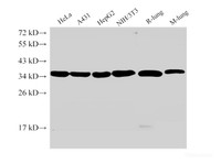 Western Blot analysis of 1) Hela, 2) A431, 3) HepG2, 4) NIH/3T3, 5) Rat lung, 6) Mouse lung using ANXA5 Ployclonal Antibody at dilution of 1:2000.