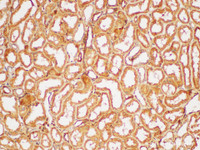Immunohistochemistry of paraffin-embedded Human kidney using FGB Polycloanl Antibody at dilution of 1:200