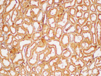 Immunohistochemistry of paraffin-embedded Human kidney using FGB Polycloanl Antibody at dilution of 1:200