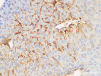 Immunohistochemistry of paraffin-embedded Mouse liver using FGB Polycloanl Antibody at dilution of 1:200