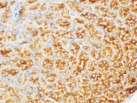 Immunohistochemistry of paraffin-embedded Mouse kidney using FGB Polycloanl Antibody at dilution of 1:200