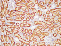 Immunohistochemistry of paraffin-embedded Rat kidney using GSTP1 Polycloanl Antibody at dilution of 1:100