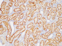 Immunohistochemistry of paraffin-embedded Rat kidney using TGFB3 Polycloanl Antibody at dilution of 1:200