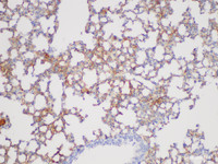 Immunohistochemistry of paraffin-embedded Mouse lung using FGA Polycloanl Antibody at dilution of 1:200