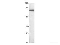 Western Blot analysis of HepG2 cell using ALB Polyclonal Antibody at dilution of 1:500