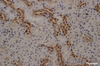 Immunohistochemistry of paraffin-embedded Mouse kidney using ANXA5 Polyclonal Antibody at dilution of 1:50