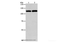Western Blot analysis of Raji and K562 cell using TLR3 Polyclonal Antibody at dilution of 1:500
