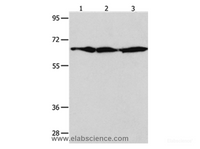 Western Blot analysis of NIH/3T3, Hela and 293T cell using AIFM1 Polyclonal Antibody at dilution of 1:600