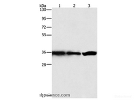 Western Blot analysis of Hela, 293T and 231 cell using GNB1 Polyclonal Antibody at dilution of 1:450