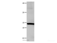 Western Blot analysis of Hela cell using Galectin 1 Polyclonal Antibody at dilution of 1:500