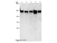 Western Blot analysis of 293T, hela, K562, Raji and 231 cell using MCM2 Polyclonal Antibody at dilution of 1:400