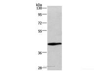 Western Blot analysis of Mouse lung tissue using WNT3A Polyclonal Antibody at dilution of 1:325