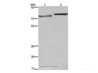 Western Blot analysis of PC3 and Hela cell using COMP Polyclonal Antibody at dilution of 1:600