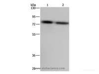 Western Blot analysis of LoVo and Hela cell using PABPC1 Polyclonal Antibody at dilution of 1:500