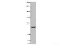 Western Blot analysis of Hela cell using FOXD3 Polyclonal Antibody at dilution of 1:450